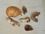 Agaricus arvensis image