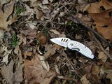 Entoloma vernum image