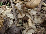 Entoloma vernum image