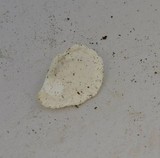 Tyromyces chioneus image