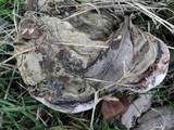 Fomitopsis ochracea image