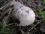 Fomitopsis ochracea image