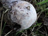 Fomitopsis ochracea image