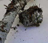 Sebacina epigaea image