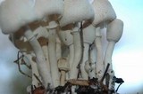 Leucocoprinus cepistipes image