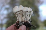 Leucocoprinus cepistipes image