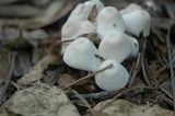 Leucocoprinus cepistipes image