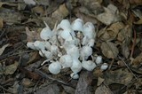 Leucocoprinus cepistipes image