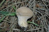 Lycoperdon molle image