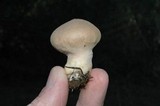 Lycoperdon molle image
