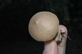 Lycoperdon molle image