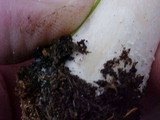 Agaricus silvicola image