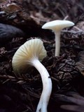 Cuphophyllus virgineus image