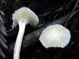 Cuphophyllus virgineus image