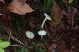 Hygrocybe russocoriacea image