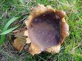 Scleroderma polyrhizum image