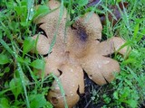 Scleroderma polyrhizum image