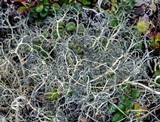 Alectoria ochroleuca image