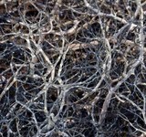 Alectoria ochroleuca image