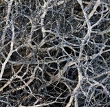 Alectoria ochroleuca image