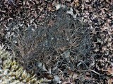 Alectoria nigricans image