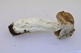 Helvella maculata image