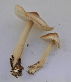 Rhodocollybia butyracea image