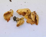 Otidea leporina image