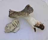 Tricholoma griseoviolaceum image