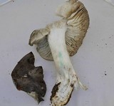 Tricholoma griseoviolaceum image