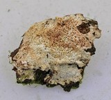 Trechispora kavinioides image