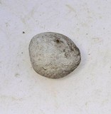 Bovista plumbea image