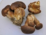 Tricholoma imbricatum image