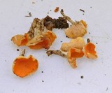 Sowerbyella rhenana image