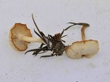 Clitocybe fragrans image