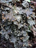 Peltigera membranacea image