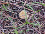 Rhizopogon occidentalis image
