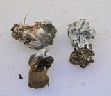 Hypomyces cervinigenus image