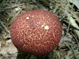 Suillus spraguei image