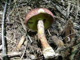 Suillus spraguei image