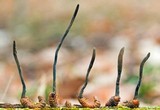 Ophiocordyceps ravenelii image