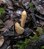 Clavariadelphus occidentalis image