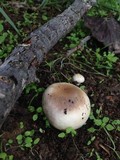 Chlorophyllum agaricoides image