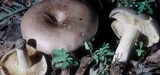 Lactarius argillaceifolius image
