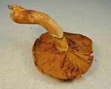 Gymnopilus ventricosus image