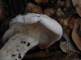 Hygrophorus eburneus image