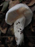 Hygrophorus eburneus image