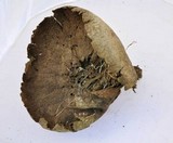 Lycoperdon utriforme image