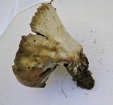 Lycoperdon utriforme image