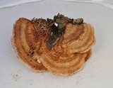 Fomitopsis cajanderi image